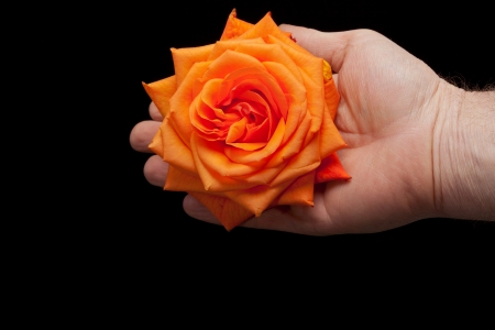 Close up image of single orange rose の写真素材