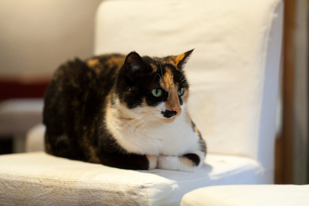 the charming cat lying on a chair の写真素材