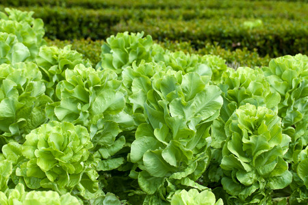Field of Green Frisee lettuce growing in rows 