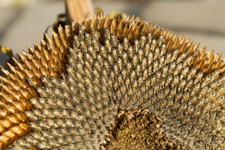 closeup of sunflower seedsの写真素材