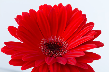  red gerbera daisy flowerの写真素材