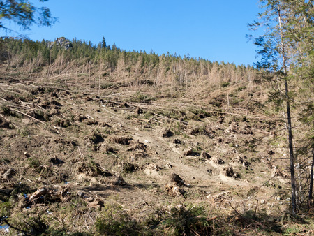 destroyed through the hurricane the forest
