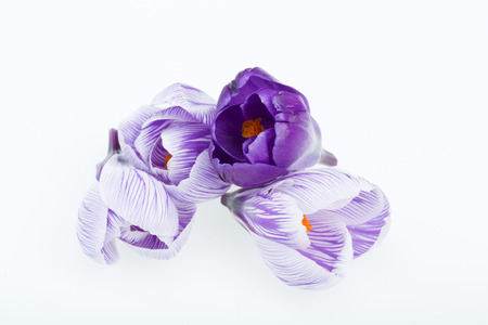 Close-up of blue and white crocus flowers isolated on white 