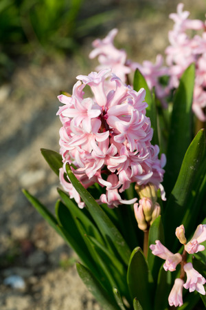 Pink hyacinths in the gardenの写真素材