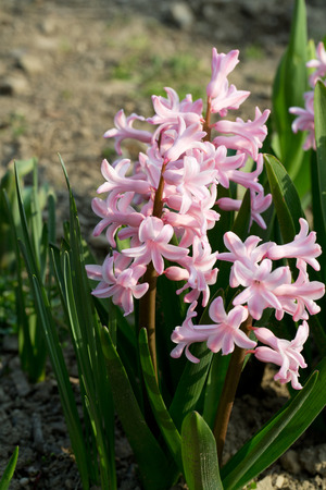 Pink hyacinths in the gardenの写真素材