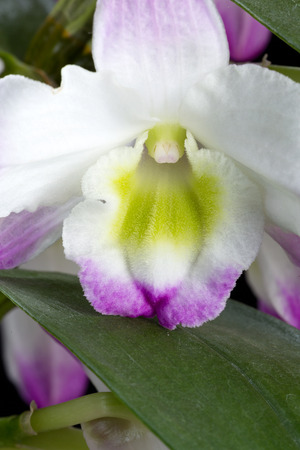 Dendrobium Orchid hybrids. Isolated on blackの写真素材