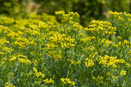  blooming ruta graveolens in gardenの写真素材