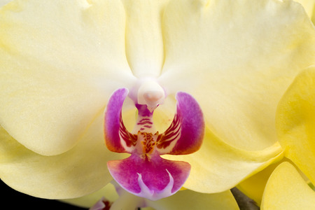 Yellow orchid isolated on black  backgroundの写真素材