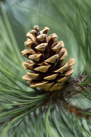 close up of pine cone in gardenの写真素材