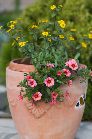 Yellow and pink flowers in the ceramic flowerpotの写真素材