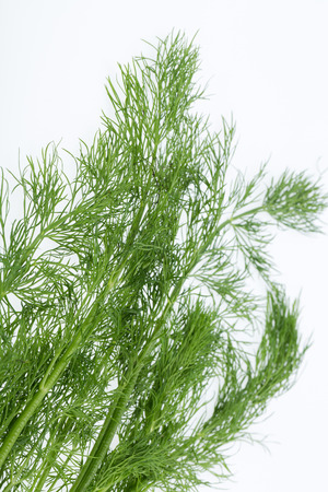 Green dill isolated on white .の写真素材