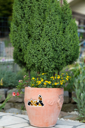 Yellow and pink flowers in the ceramic flowerpotの写真素材