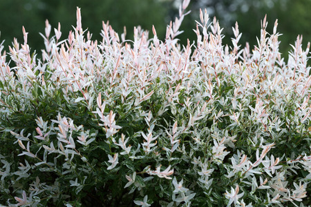 Close up of Hakuronishiki willow in  gardenの写真素材