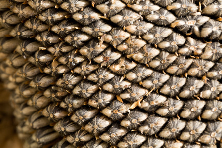 closeup of sunflower seedsの写真素材