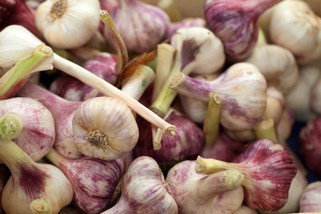 fresh garlicの写真素材