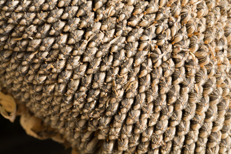 closeup of sunflower seedsの写真素材