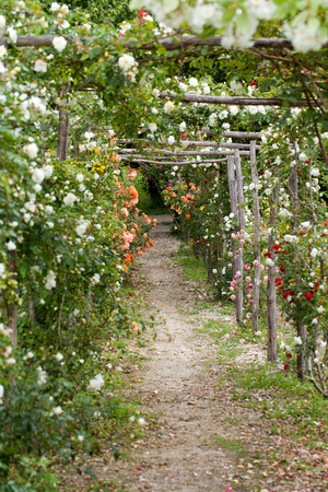 The romantic alley-way in the pergola from roses. Subtle and full taste garden and chateau La Chatonniere near Villandry. Loire Valleyの写真素材