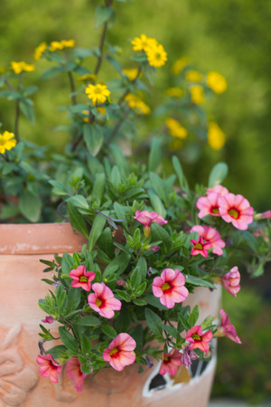 Yellow and pink flowers in the ceramic flowerpotの写真素材