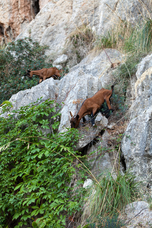 the wild Mallorcan goat in  Sa Calobra bay in Majorca Spainの写真素材