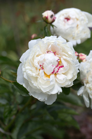 beautiful white peony in gardenの写真素材