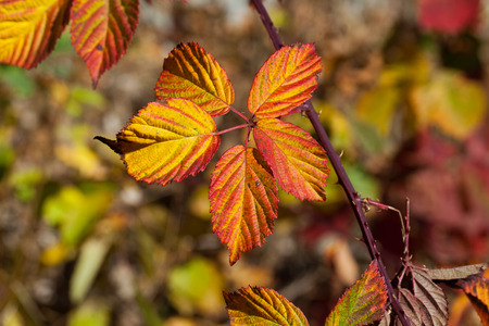 leaves in autumn colorsの写真素材