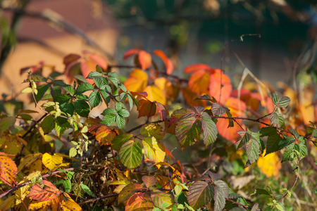 impression of leaves and autumn colorsの写真素材