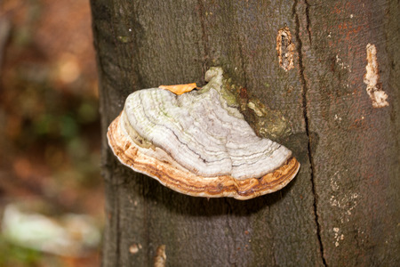 Closeup of tinder fungus on tree trunk 