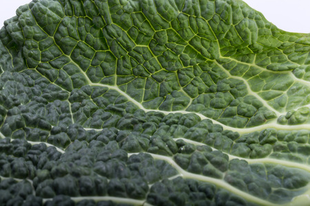 fresh savoy cabbage leaf as a textureの写真素材