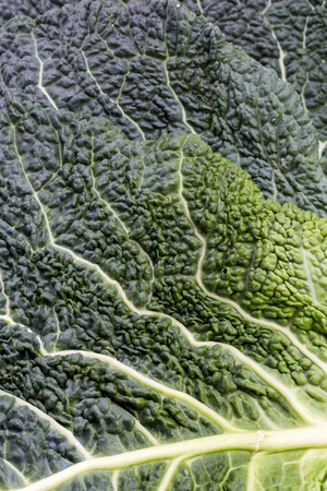 fresh savoy cabbage leaf as a textureの写真素材