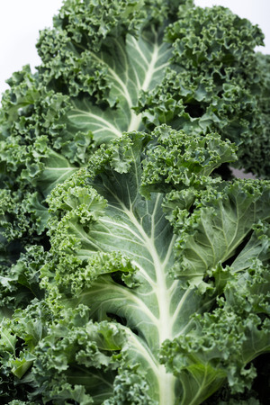 A healthy fresh curly kaleの写真素材