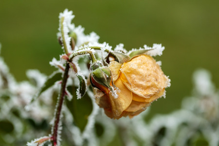 the winter impression - the hoary yellow rose in the gardenの写真素材