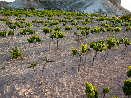 Cappadocia, Turkey.The greatest tourist attraction of Cappadocia , the flight with the balloon at sunriseの写真素材
