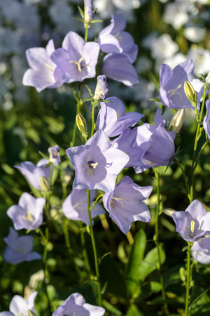 Campanula or canterbury bells flowersの写真素材