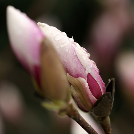 blossoming of magnolia trees during spring.の写真素材