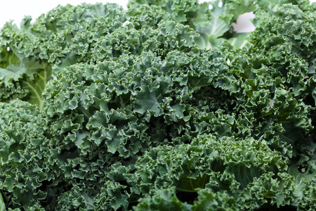 A healthy fresh curly kaleの写真素材