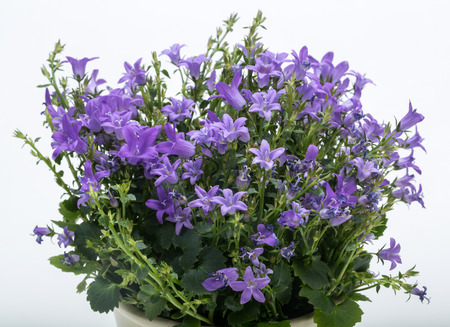 Beautiful vivid purple spring flower bush Dalmatian bellflower (Campanula portenschlagiana)の写真素材