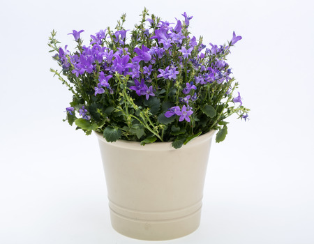 Beautiful vivid purple spring flower bush Dalmatian bellflower (Campanula portenschlagiana)の写真素材