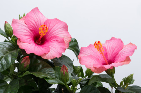 pink hibiscus flower isolated on white backgroundの写真素材