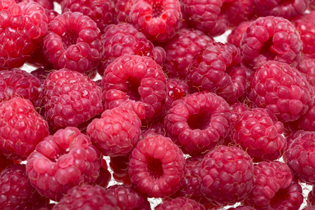 A beautiful selection of freshly picked ripe red raspberries.の写真素材