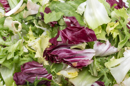 Green and red leaf of lettuce . Isolated on a white backgroundの写真素材