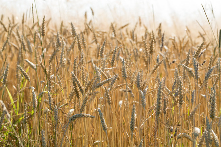 golden wheat in a farm fieldの写真素材