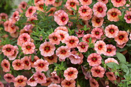 red petunias flowers in gardenの写真素材