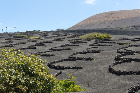 Vineyard on black volcanic soil in La Geria area. Lanzarote.Canary Islands.Spainの写真素材