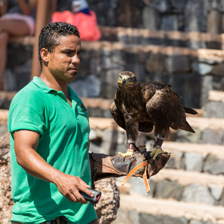 LA LAJITA, FUERTEVENTURA, SPAIN - SEPTEMBER 11, 2015:  Bird of Prey Show, Oasis Park, Fuerteventura, Canary Island, Spainのeditorial素材