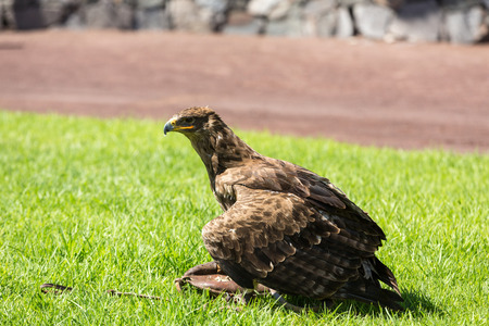 LA LAJITA, FUERTEVENTURA, SPAIN - SEPTEMBER 11, 2015:  Bird of Prey Show, Oasis Park, Fuerteventura,...