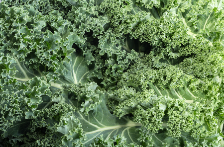 A healthy fresh curly kaleの写真素材