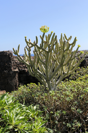 bush of Euphorbia balsamifera, tabaiba dulce, native to Canary Islandsのeditorial素材