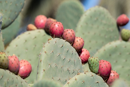 Opuntia ficus-indica is a species of cactus that has long been a domesticated crop plant important...