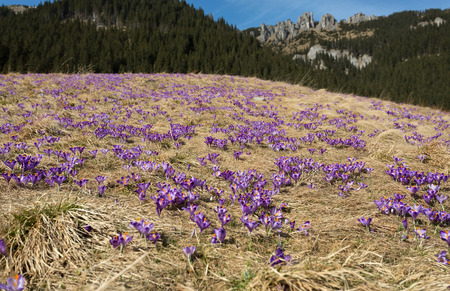 Tatra Mountains, crocuses in the Chocholowska Valleyの写真素材