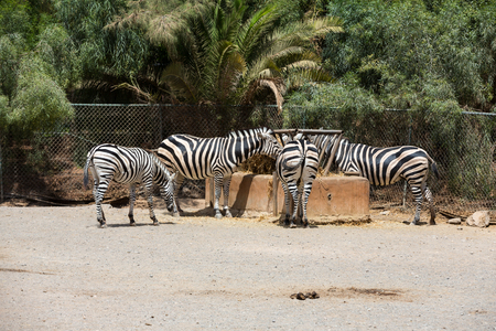 Zebra in a safari parkの写真素材